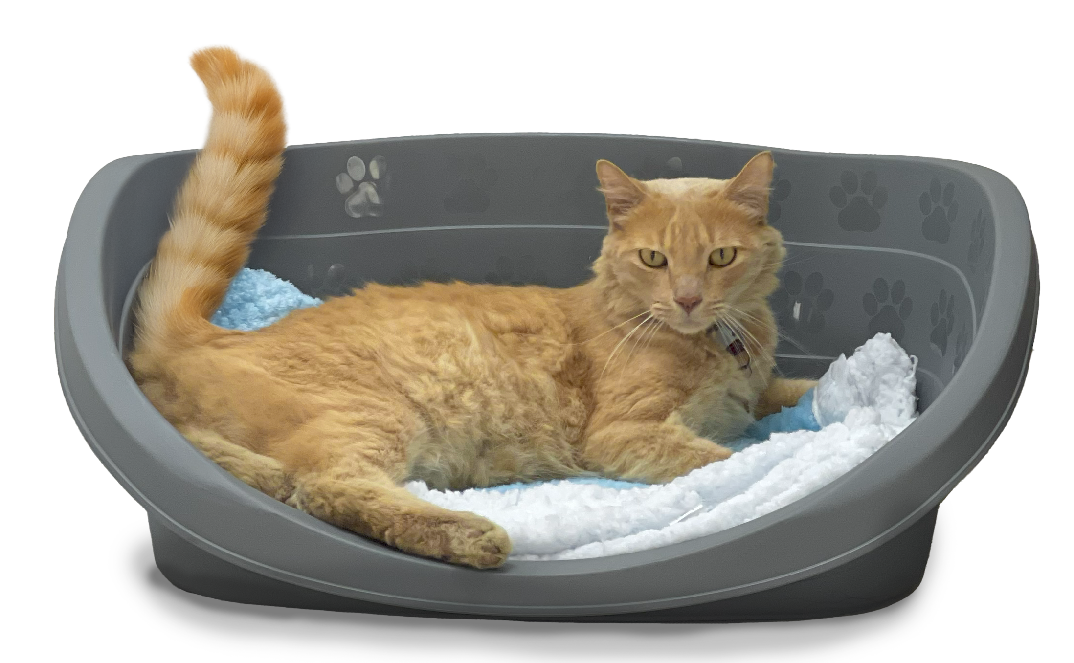 Golden Dreams - Cama par a mascotas